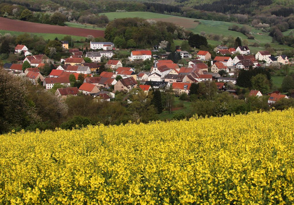 wd Rapsfeld bei Werschweiler 29 04 15 BK 2 scaled