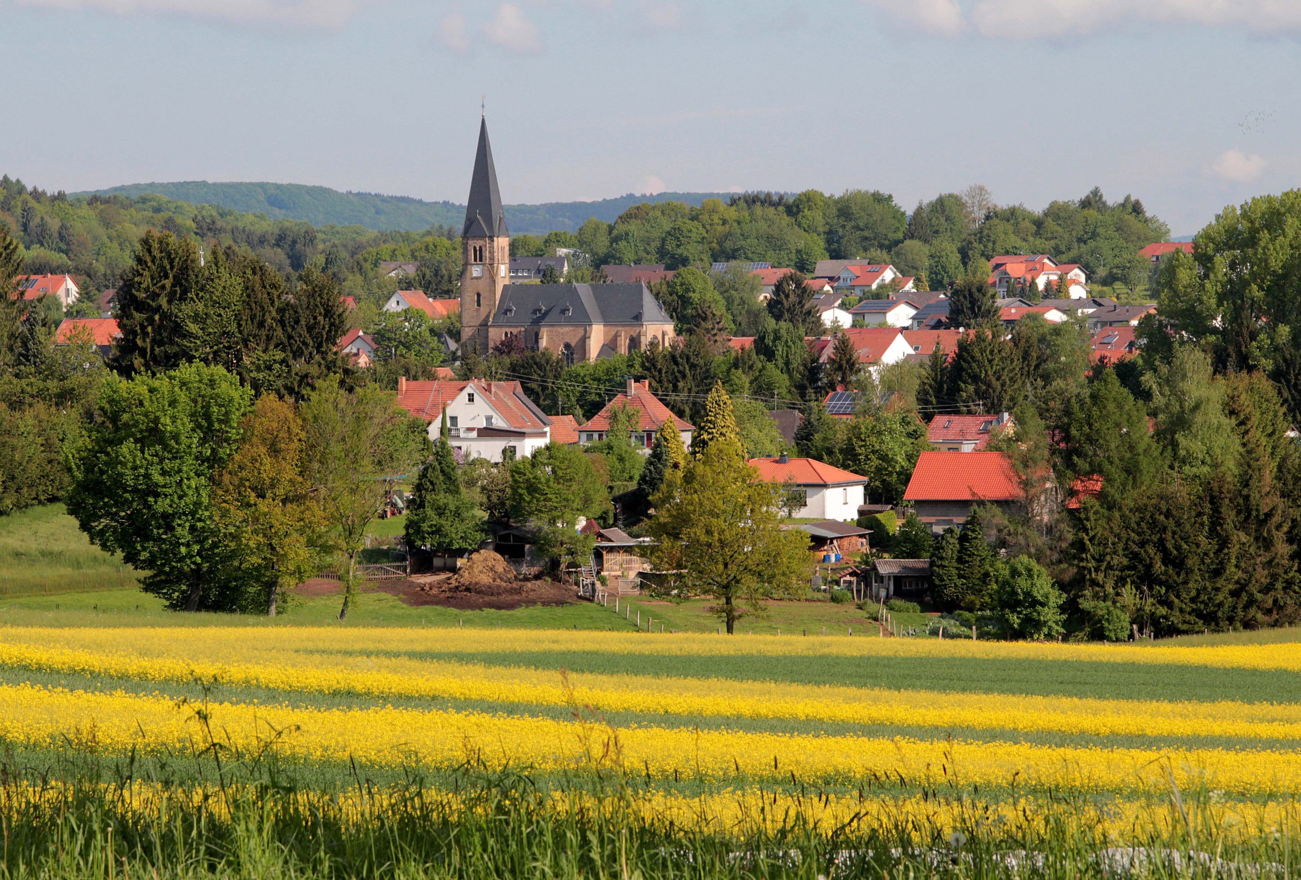 wd Rapsfeld bei Winterbach 280513 BK 3 scaled